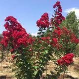 河馬苗圃出售 紅火球紫薇 工程行道樹市政道路 庭院園林開花觀賞樹