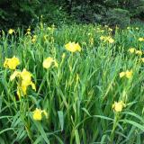 黃花鳶尾 盆景盆栽陽臺造景花花鏡租擺小區(qū)庭院公園觀賞花卉