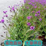 河馬苗圃出售 桑托斯馬鞭草 花壇花鏡花海打造花卉 園林綠化工程苗