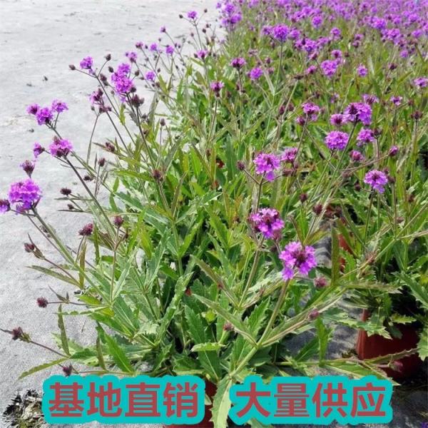 桑托斯馬鞭草