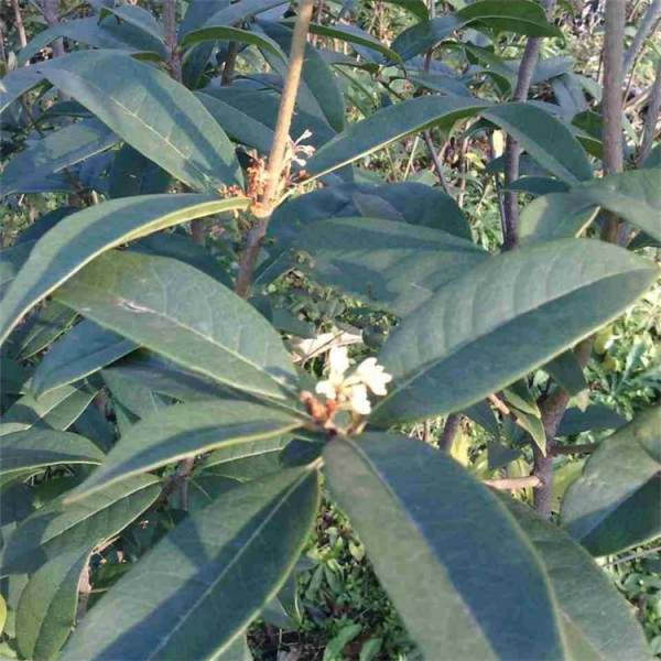 日香桂桂花苗