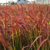 河馬苗圃出售 日本血草 網紅綠化觀賞草 庭院綠籬觀賞花卉