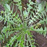 河馬生態(tài)出售薺菜小苗 護坡池塘濕地公園水質(zhì)綠化植物陽臺造景