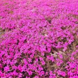 河馬苗圃出售 叢生福祿考 多年生矮小草本 喜溫暖 觀賞價(jià)值高