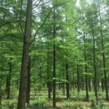 河馬苗圃出售 池杉 濕地公園綠化樹種 池塘河道造景苗