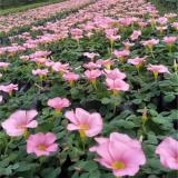 河馬苗圃出售 大花芙蓉酢漿草 庭院工廠小區(qū)公園綠化工程苗