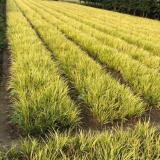 河馬苗圃出售 金線石菖蒲 池塘濕地綠化 水質公園岸邊栽植苗