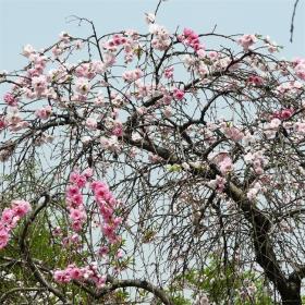 河马苗圃出售 垂枝桃 庭院观赏苗木 园林绿化景观小苗 株型饱满