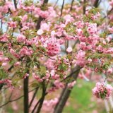 河馬苗圃出售 櫻花 關山櫻 花色幽香艷麗 園林道路綠化美化樹種