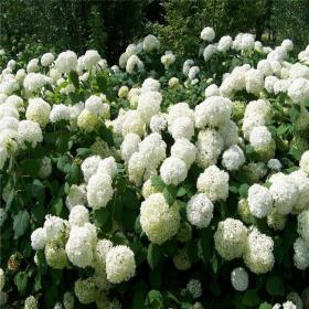 河马苗圃出售 绣球荚蒾 花海工程打造 庭院园林绿篱观赏花卉