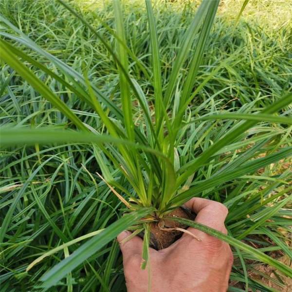 常绿草水生植物