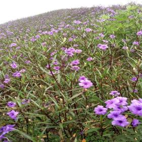 河马苗圃出售 翠芦莉 行道庭院园林景观绿化 花园花坛花镜地被植物