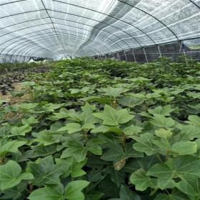 河马苗圃出售 熊掌木 阳台室内外花卉盆栽植物 街边绿篱绿化工程苗