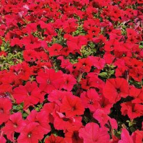 河马苗圃出售 矮牵牛 宿根草花花坛盆栽用花 多种颜色