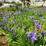 河馬苗圃出售 紫花鳶尾 宿根地被草花 濕地庭院道路公園綠化