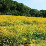 河馬苗圃出售黑心菊 毛葉金光菊 庭院景觀市政綠化時(shí)令草花