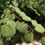 河馬苗圃出售 連香樹 原始的木本植物 城市綠化優(yōu)選樹種