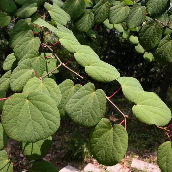 木本植物