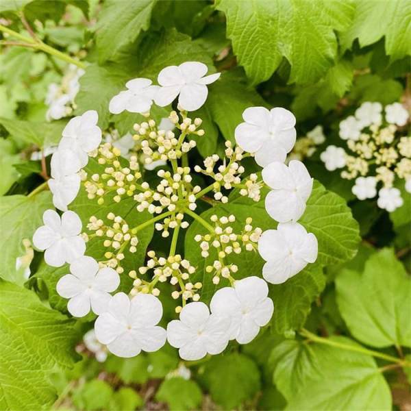 观赏植物