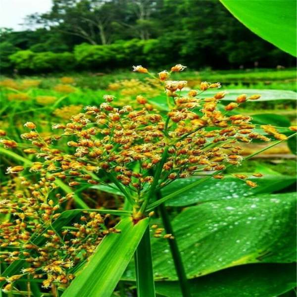 景观植物