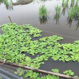 河马苗圃出售 大薸 湿地景观工程 池塘河道湖泊净化水质