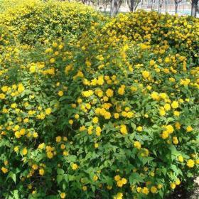 河马基地出售 棣棠篱 园林绿化苗木 庭院植物爬藤攀缘花卉