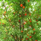 河馬苗圃出售 特選花石榴 庭院陽臺(tái)綠植 園林綠化灌木