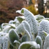 河馬苗圃出售 棉毛水蘇 多年生草本植物 庭園觀賞效果佳