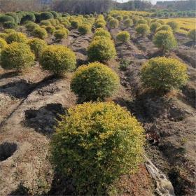 河马生态出售 亮金女贞球 花园庭院绿篱植物 小区点缀景区绿化