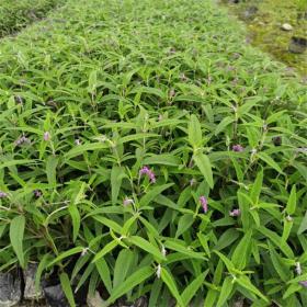 河马生态出售 新 疆鼠尾草 花海工程配植 庭院园林道路边缘绿化草