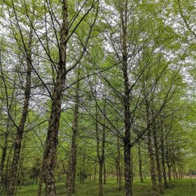 河马苗圃出售河桦 经典 生长速度快 公园河道溪边风景树 防护水土流失