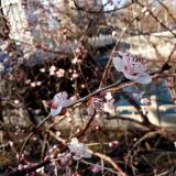 河馬生態(tài)出售 山桃苗 園林庭院綠化樹 街道別墅景觀花苗