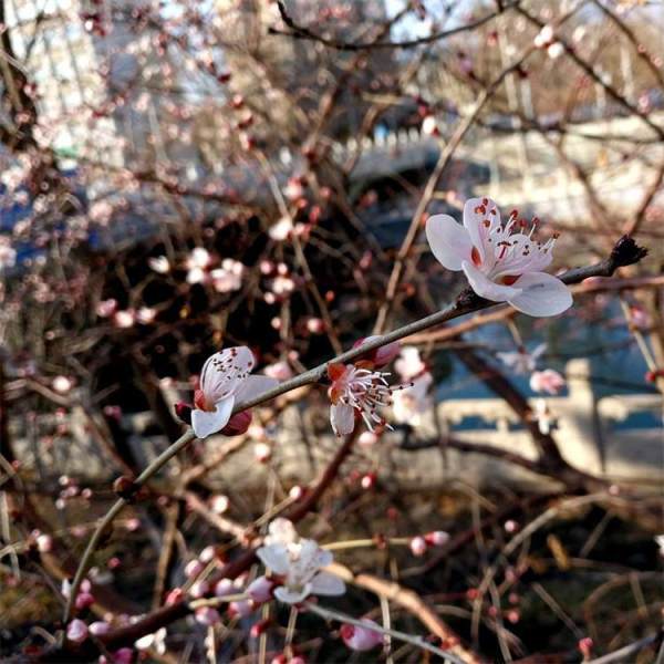 街道別墅景觀花苗