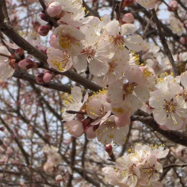 街道別墅景觀花苗