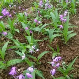 河马基地出售白芨小苗 花色艳丽 庭院阳台观景盆栽绿化