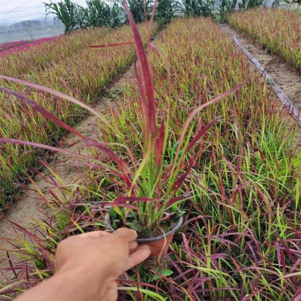 花境材料景观草