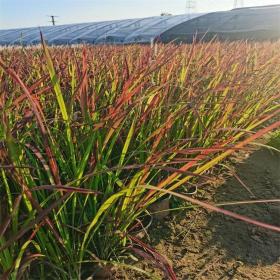 河马苗圃出售 血草 花境材料景观草 园林花海设计绿化用草