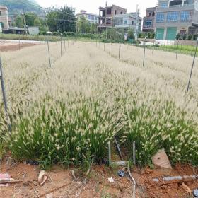 河马苗圃出售 小兔子狼尾草 景观园林绿化工程用 道路景观绿篱苗