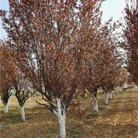 河马苗圃出售美国紫叶李 深红足尖 园路旁 建筑物前栽植观赏树