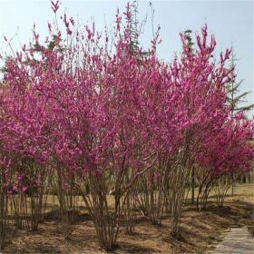 河马苗圃出售 丛生紫荆 花镜布置 庭院草地栽培景观