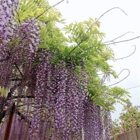 河马苗圃出售 久伊豆紫藤树苗 绿化工程花木 爬墙围墙绿化园林植物