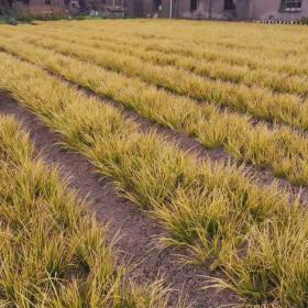 河马苗圃出售 金边石菖蒲 湿地彩叶植物 池塘水质公园绿化用苗