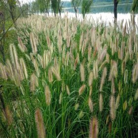 河马苗圃出售 柔穗狼尾草 根系发达 道路绿化种植苗