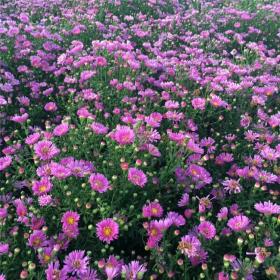 河马苗圃出售 荷兰菊苗 广场花坛绿化节日摆花公园道路绿化草花