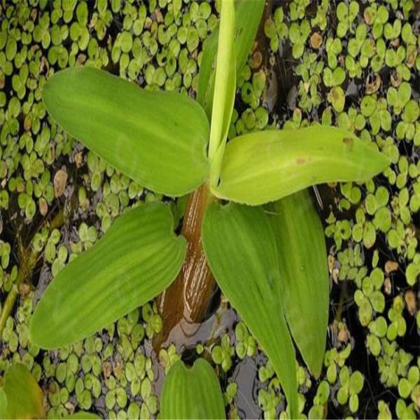 水質(zhì)凈化植物