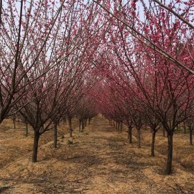 基地供应 3-4红梅树苗 规格齐全 市政庭院小区园林绿化工程苗木