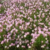 河馬苗圃出售 月見草 觀賞植物園藝花卉 園林綠化工程地坡苗