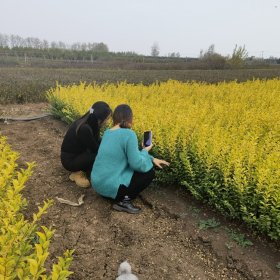 河马金叶女贞 庭院小区园林绿化 花坛景观庭院耐寒常绿工程苗