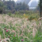 河馬苗圃出售 金紅羽狼尾草 花壇花鏡護(hù)坡綠化植物 園林綠化工程苗