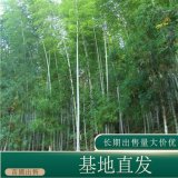 河马河马生态出售 毛竹 庭院园林公园工程绿化苗 池畔溪涧山坡造景